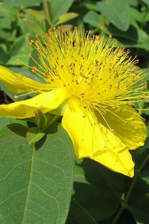 Creeping St Johns Wort - Hypericum calycinum - 18 Pack of Pint Pots