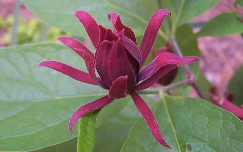 Sweetshrub (Carolina Allspice) - Calycanthus floridus - 5 Gallon Pot