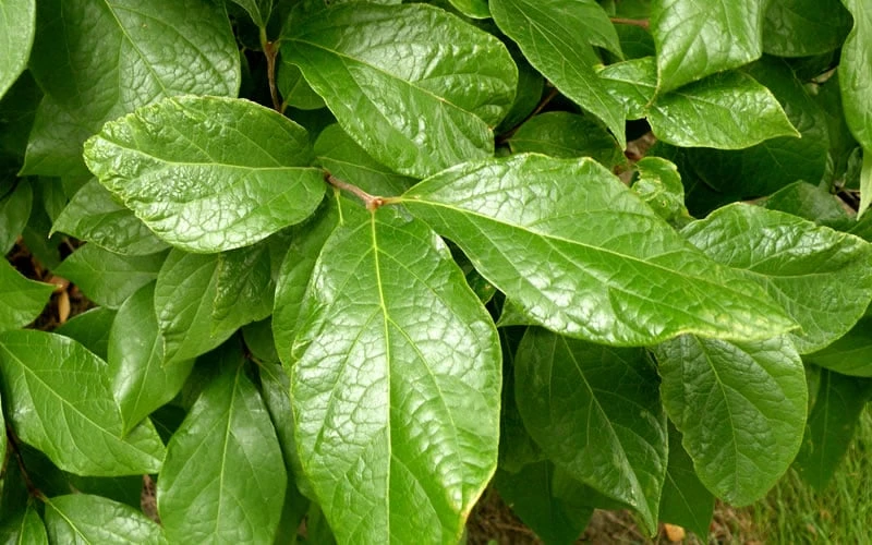 Sweetshrub (Carolina Allspice) - Calycanthus floridus - 5 Gallon Pot