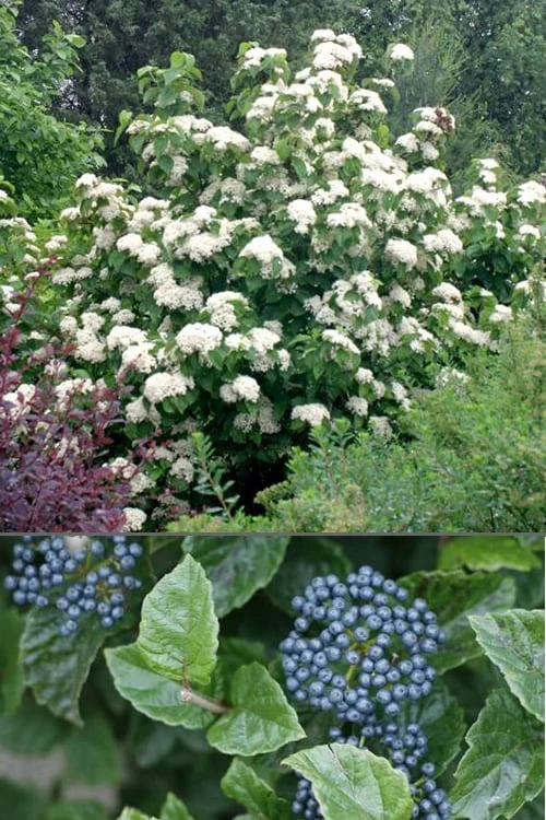 All That Glows Arrowwood Viburnum - 2 Gallon Pot