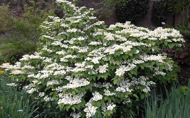Mariesii Doublefile Viburnum - 3 Gallon Pot