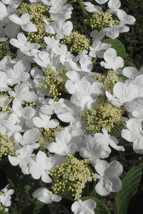 Mariesii Doublefile Viburnum - 1 Gallon Pot