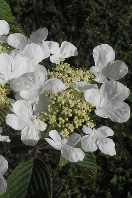 Mariesii Doublefile Viburnum - 1 Gallon Pot