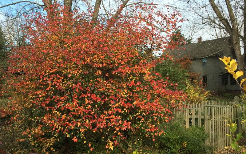 Fragrant Mohawk Viburnum burkwoodi - 6 Pack of 1 Gallon Pots