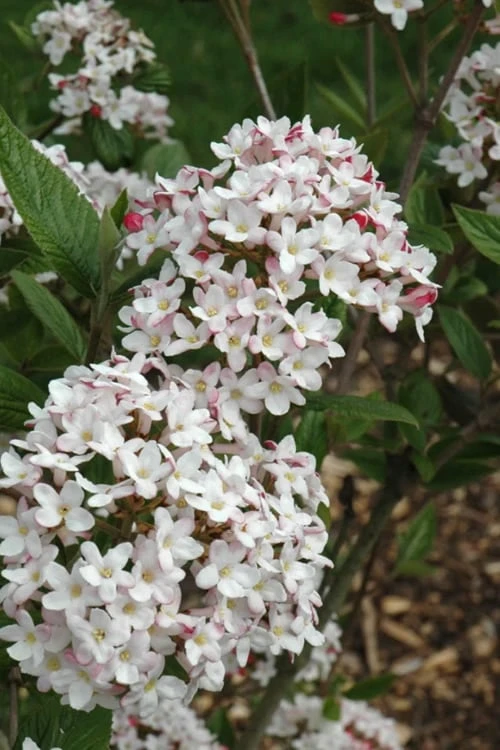 Fragrant Mohawk Viburnum burkwoodi - 6 Pack of 1 Gallon Pots