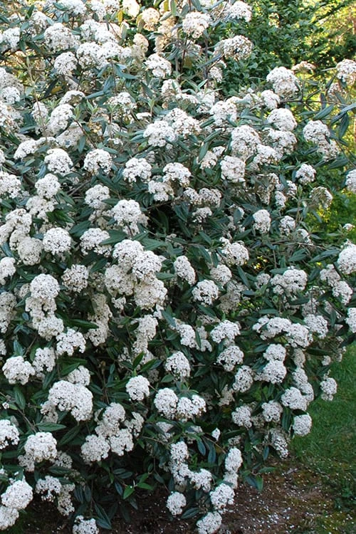 Fragrant Mohawk Viburnum burkwoodi - 6 Pack of 1 Gallon Pots