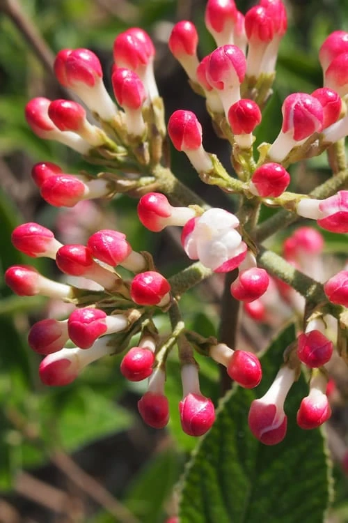 Fragrant Mohawk Viburnum burkwoodi - 6 Pack of 1 Gallon Pots