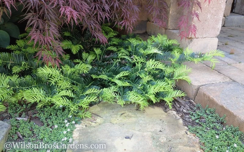 Creeping Japanese Plum Yew (Cephalotaxus harringtonia 'Prostrata') - 2.5 Quart Pot