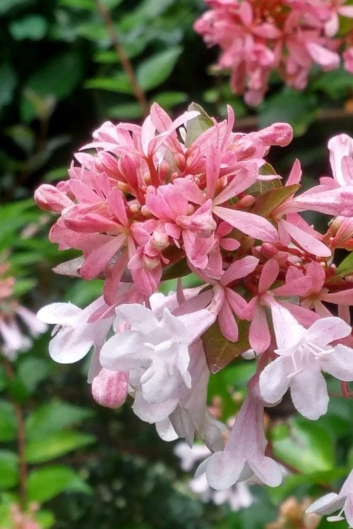 Canyon Creek Abelia - 3 Gallon Pot