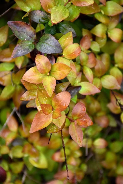 Canyon Creek Abelia - 3 Gallon Pot