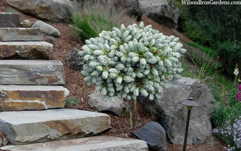Ice Breaker Korean Fir (Single Trunk Topiary) - 1 Gallon Pot
