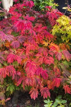 Dancing Peacock Japanese Maple (Acer Japonicum 'Aconitifolium') - 3 Gallon Pot (2-3')
