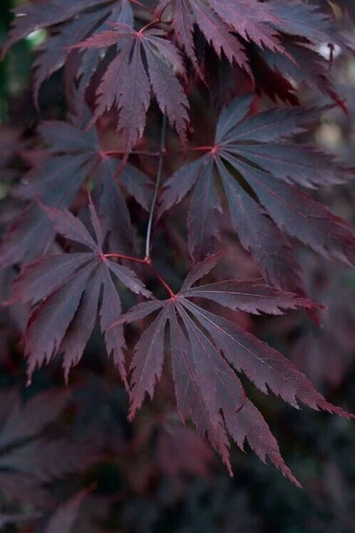 Black Lace Japanese Maple - 6 Gallon Pot