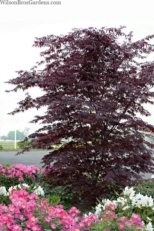 Black Lace Japanese Maple - 6 Gallon Pot