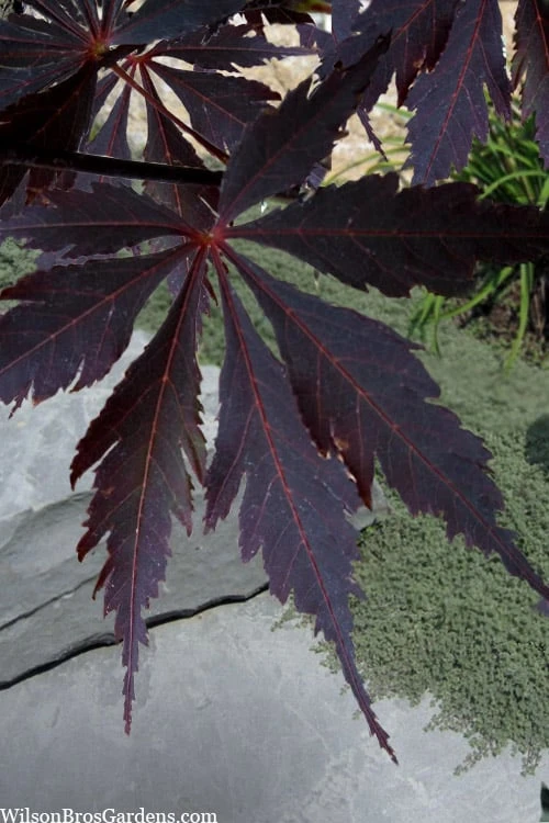 Black Lace Japanese Maple - 6 Gallon Pot