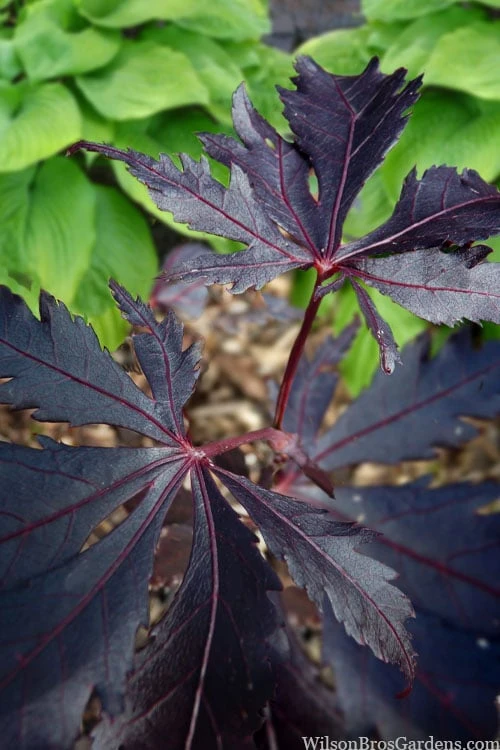 Black Lace Japanese Maple - 6 Gallon Pot
