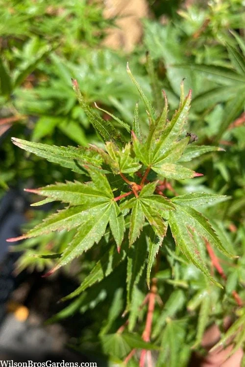 Corvallis Broom Dwarf Coral Bark Japanese Maple - 3 Gallon Pot