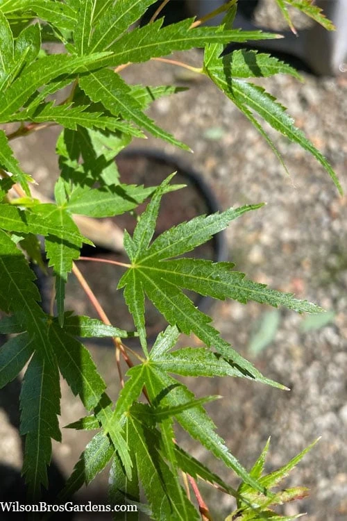 Corvallis Broom Dwarf Coral Bark Japanese Maple - 3 Gallon Pot