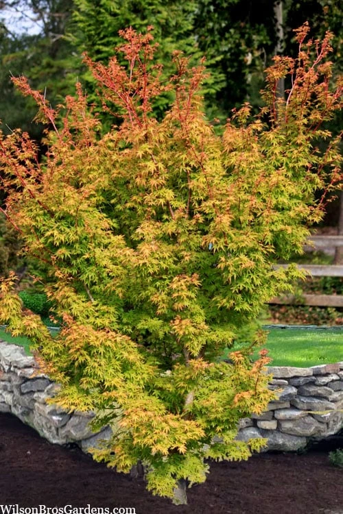 Corvallis Broom Dwarf Coral Bark Japanese Maple - 3 Gallon Pot