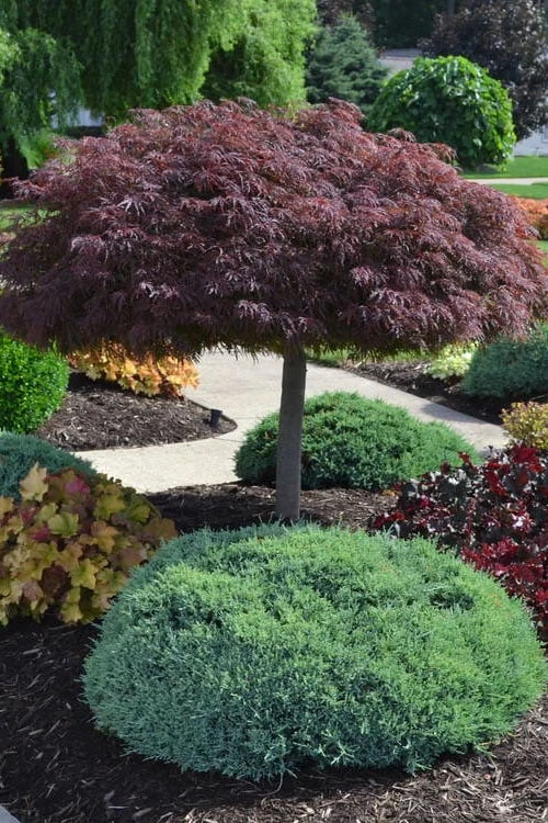 Crimson Queen Dwarf Japanese Maple (High Graft Tree Form) - 2 Gallon Pot