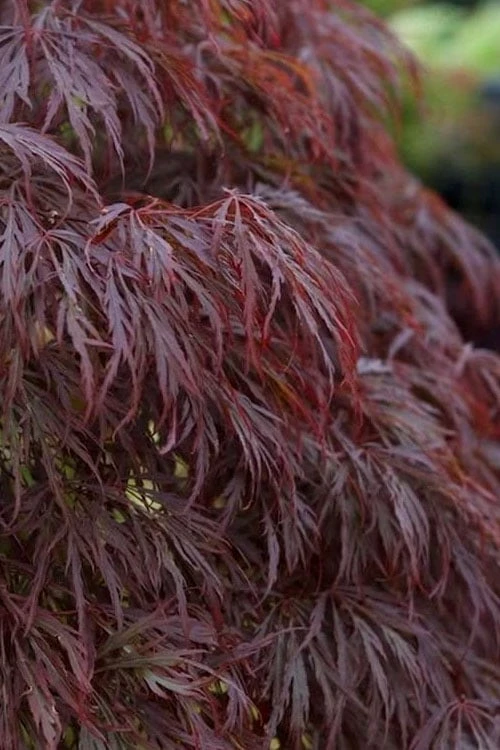 Crimson Queen Dwarf Japanese Maple (High Graft Tree Form) - 2 Gallon Pot