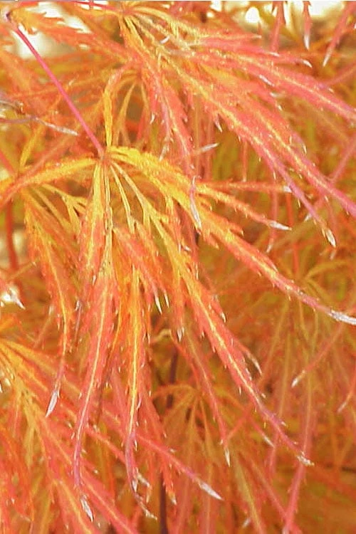 Edgewood's Golden Japanese Maple - 3 Gallon Pot