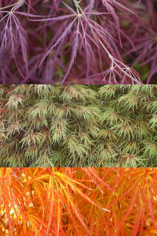 Edgewood's Golden Japanese Maple - 3 Gallon Pot