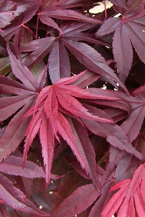 Emperor 1 Japanese Maple - 5 Gallon Pot (4'-5')