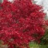 Emperor 1 Japanese Maple - 5 Gallon Pot (4'-5')
