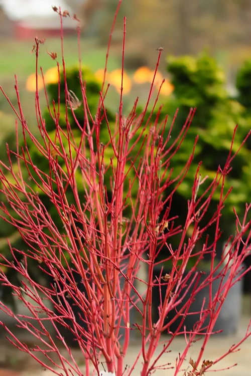Corvallis Broom Dwarf Coral Bark Japanese Maple - 3 Gallon Pot
