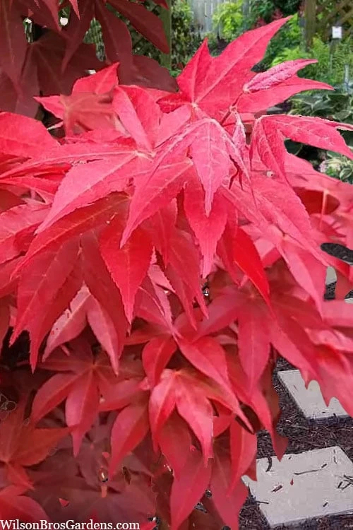 Gable's Glory Chameleon Japanese Maple - 3 Gallon Pot