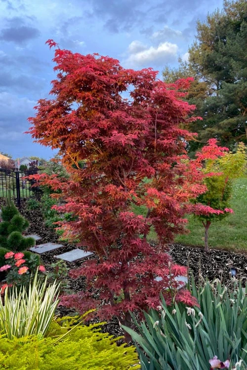 Gable's Glory Chameleon Japanese Maple - 1 Gallon Pot