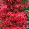 Gable's Glory Chameleon Japanese Maple - 1 Gallon Pot