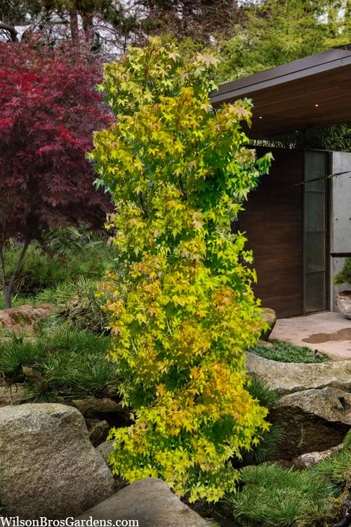 Skyscraper Columnar Japanese Maple - 1 Gallon Pot