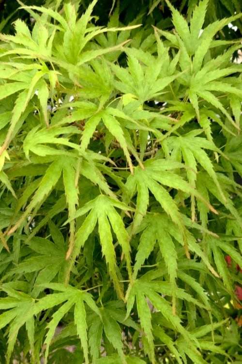 Eagle's Claw Japanese Maple - (Acer palmatum 'Kamagata') - 2 Gallon Pot