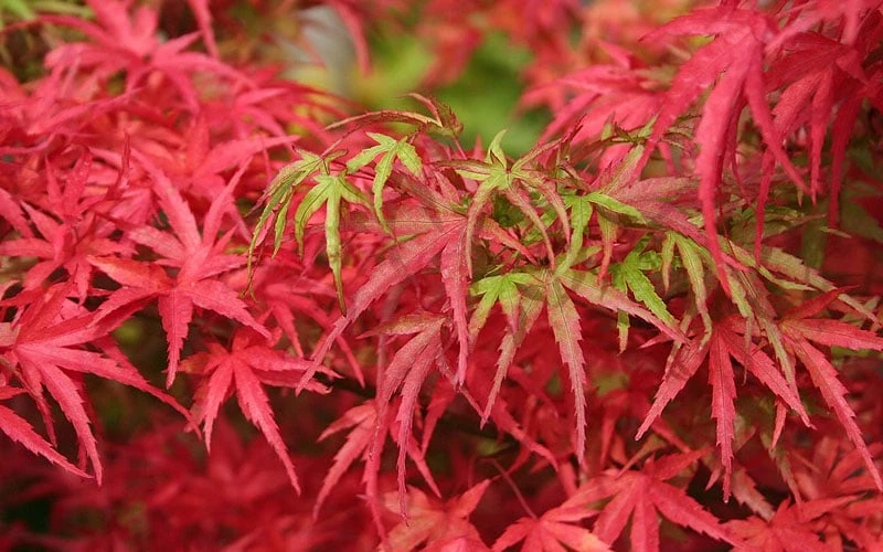 Eagle's Claw Japanese Maple - (Acer palmatum 'Kamagata') - 2 Gallon Pot