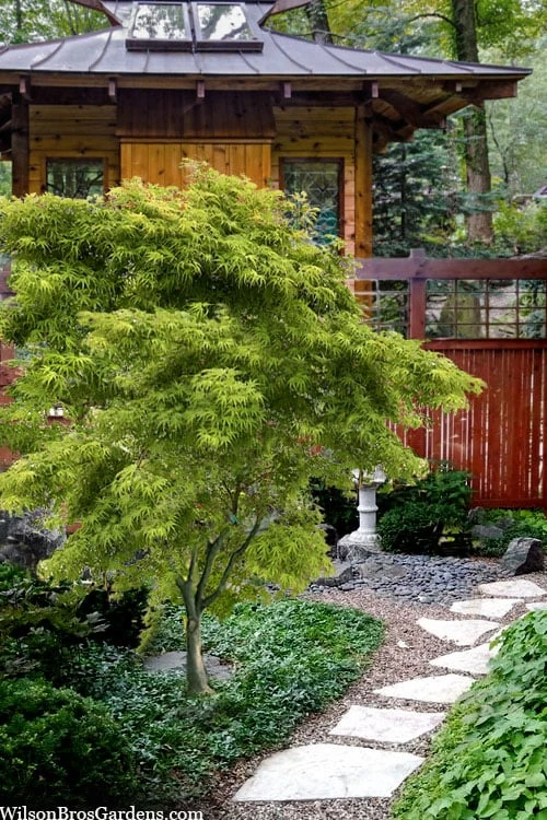 Eagle's Claw Japanese Maple - (Acer palmatum 'Kamagata') - 2 Gallon Pot