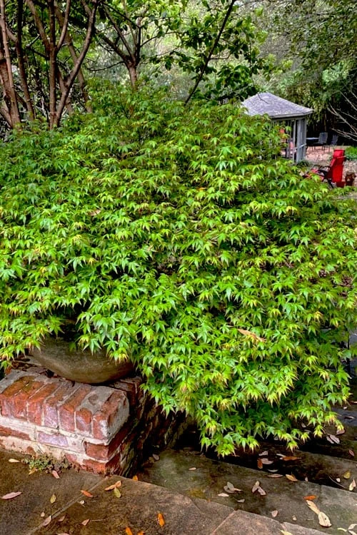 Kiyohime Spreading Japanese Maple - 2 Gallon Pot