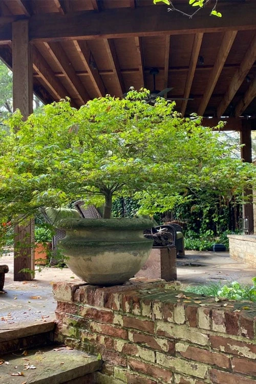 Kiyohime Spreading Japanese Maple - 2 Gallon Pot