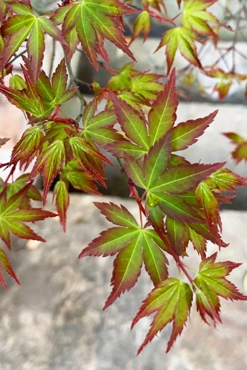 Kiyohime Spreading Japanese Maple - 2 Gallon Pot