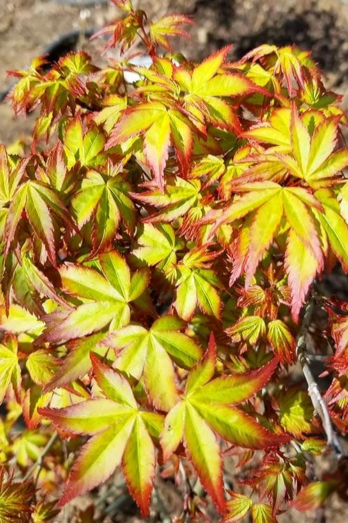 Kiyohime Spreading Japanese Maple - 2 Gallon Pot