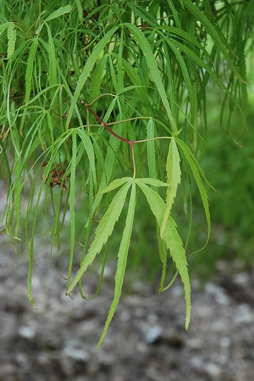 Koto No Ito Japanese Maple - 3 Gallon Pot