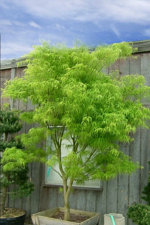 Koto No Ito Japanese Maple - 3 Gallon Pot