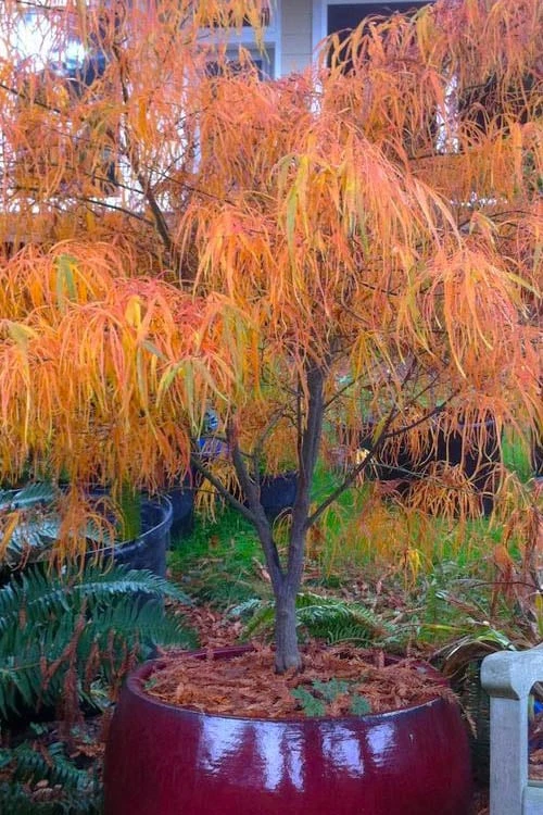 Koto No Ito Japanese Maple - 3 Gallon Pot