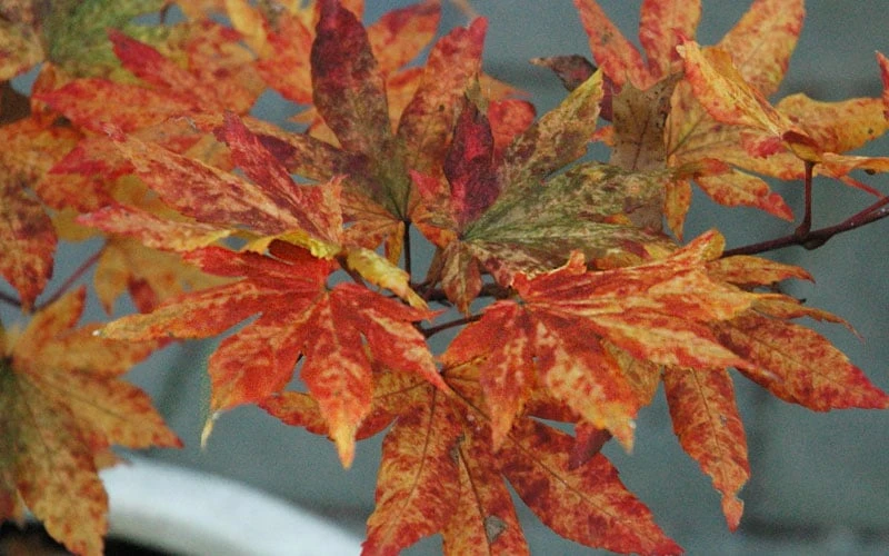 Kumoi Nishiki Japanese Full Moon Maple - 3 Gallon Pot