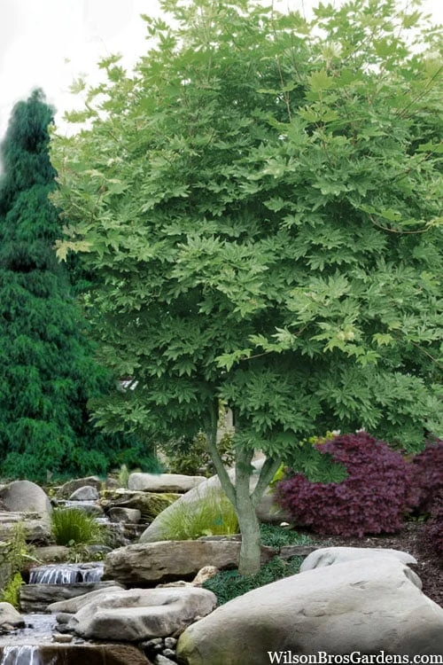 Kumoi Nishiki Japanese Full Moon Maple - 3 Gallon Pot