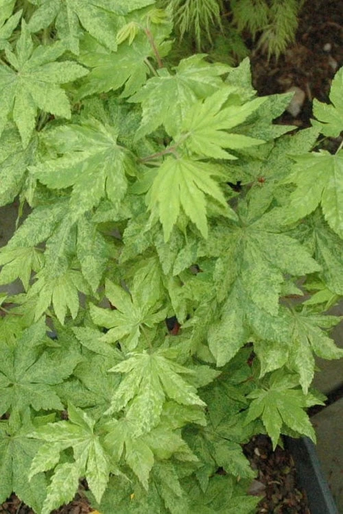 Kumoi Nishiki Japanese Full Moon Maple - 3 Gallon Pot