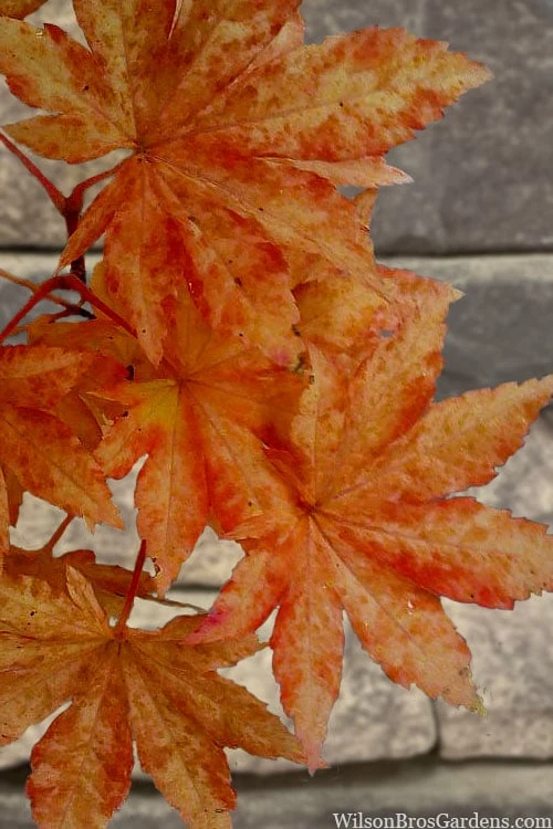 Kumoi Nishiki Japanese Full Moon Maple - 3 Gallon Pot