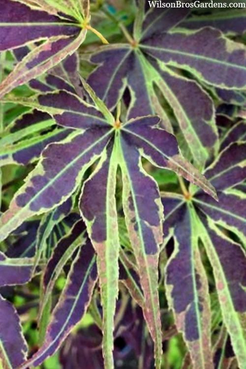 Manyo No Sato Purple Leaf Japanese Maple - 3 Gallon Pot (3-4')