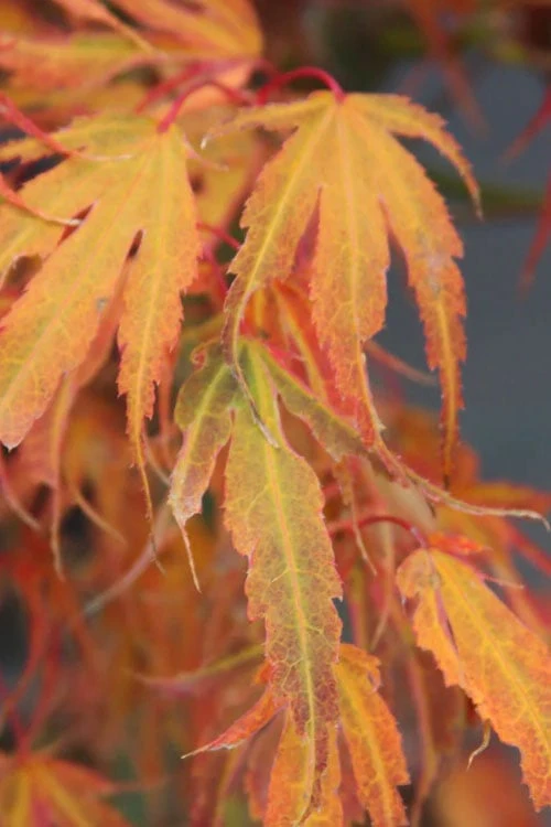 Manyo No Sato Purple Leaf Japanese Maple - 3 Gallon Pot (2-3')